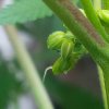 plant 4 trichomes 2.jpg