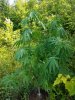 20170627_172959.jpg