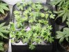 Clones 1 3-20-09.jpg