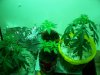 plants 002.jpg