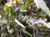purple bud 07 007.jpg