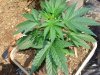 White Rhino Grow 034.jpg