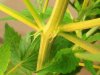 Female Pistils.jpg