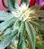 P kush 3-21-09.jpg