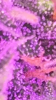 IMG_1915.PNG
