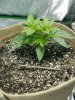 20170630_054020.jpg