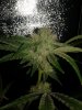 20170602_065956.jpg
