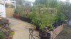 Bamboo cages.jpg
