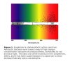 Engelmanns photosynthetic action spectrum.jpg