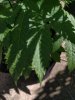 IMG_20170704_111901.jpg