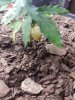 20170706_120901.jpg 20170706_120901.jpg