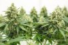 GC_Week8Flower03_4000.jpg