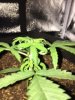 bluedream.JPG bluedream.JPG