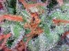 S1CRYSTALSfloweringbud9WK3D4.jpg