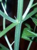 IMG_20170711_202756.jpg
