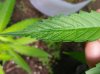 20170709_140614.jpg 20170709_140614.jpg
