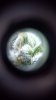Gerda Trichome 3 16 juli.jpg Gerda Trichome 3 16 juli.jpg