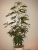 03-22 HAWAIIAN SNOW.JPG