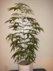 03-22 NEVILLES HAZE.JPG