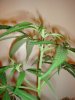 03-22 NEVILLES HAZE (Top).JPG