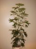 03-22 STRAWBEERY HAZE.JPG