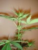 03-22 STRAWBEERY HAZE (Top).JPG
