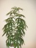 03-22 SUPER SILVER HAZE.JPG