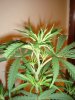 03-22 SUPER SILVER HAZE (Top).JPG