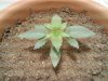 plant plant plant.jpg