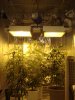 DSC02100.JPG