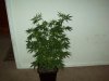 100_0004.jpg