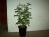 100_0005.jpg