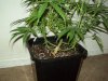 100_0007.jpg