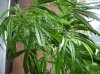 DSC00226.JPG