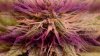 51-30 days flowering.jpg