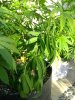 IMG_20170722_182122.jpg