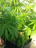 IMG_20170722_182136.jpg