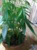 IMG_20170722_225150.jpg