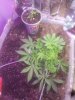 IMG_20170722_223442.jpg
