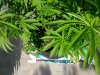 IMG_20170723_083703.jpg
