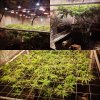 Scrog3way.JPG