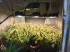 harvest under lights.JPG