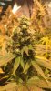 Bud Picture.JPG
