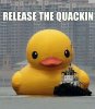 quackin.jpg