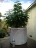 IMG_20170724_184903.jpg