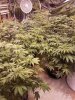20170725_175433.jpg 20170725_175433.jpg