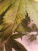 20170725_175455.jpg 20170725_175455.jpg