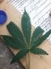 20170724_144755.jpg