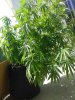 IMG_20170729_105906.jpg