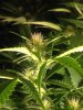 Grow 3 day 18 flower (2).jpg